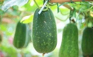 夏天吃三瓜是哪三瓜蚂蚁,夏日消暑三瓜养生攻略