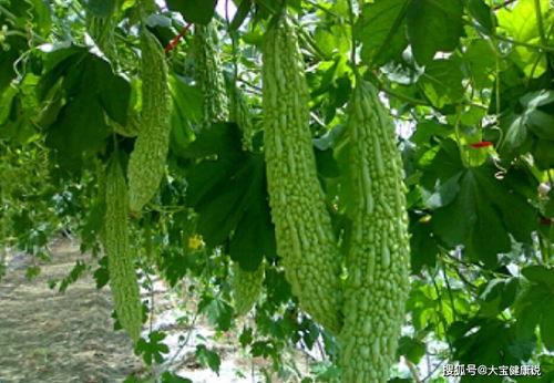 立春吃瓜的寓意,吃瓜寓意吉祥，开启美好一年