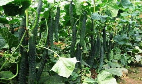 立夏吃瓜说说,探寻传统习俗中的美食智慧