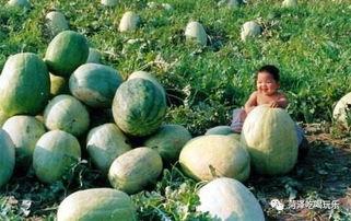 二愣吃瓜,揭秘娱乐圈那些不为人知的幕后故事