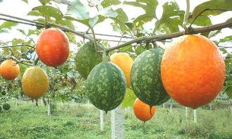 吊瓜的瓜可以吃吗,美味可口的天然美食探索