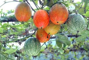 吊瓜的瓜可以吃吗,美味可口的天然美食探索