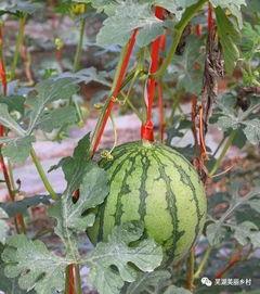 吃瓜群里的福利