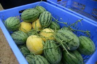 有无免费的吃瓜群,畅享娱乐盛宴，尽在指尖