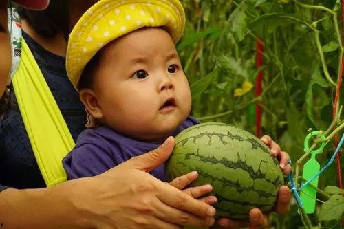 有无免费的吃瓜群,畅享娱乐盛宴，尽在指尖