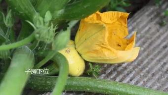 有无免费的吃瓜群,畅享娱乐盛宴，尽在指尖