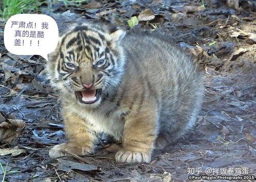 小脑虎吃瓜,揭秘动物界的“八卦”趣闻