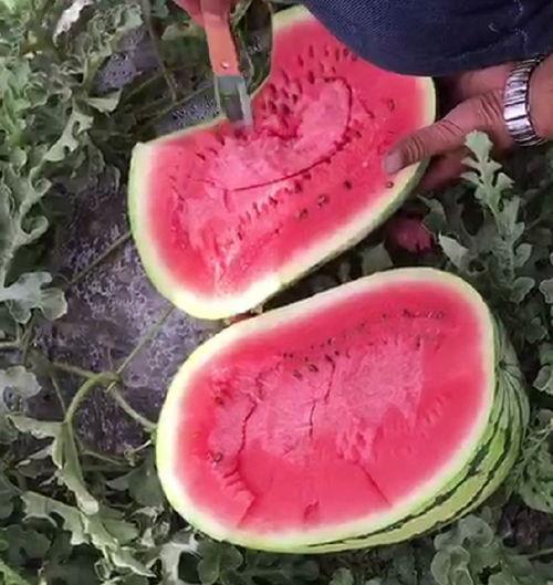 立秋吃瓜的视频,一起品味传统美食文化