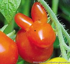 枣吃瓜,探寻传统美食的和谐交响