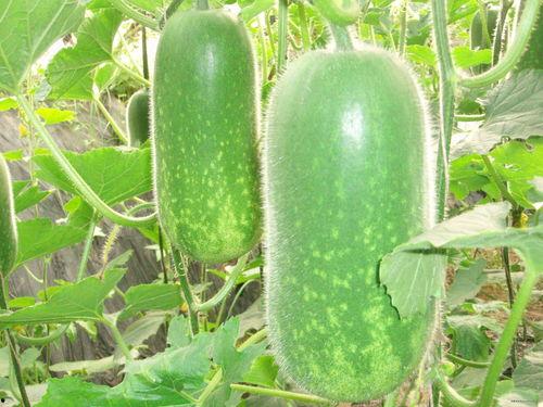 松垭吃瓜,揭秘网络热点的背后故事