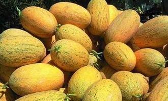 猪吃哈密瓜,田园生活趣味多