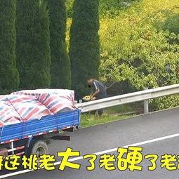 高速上奇葩吃瓜