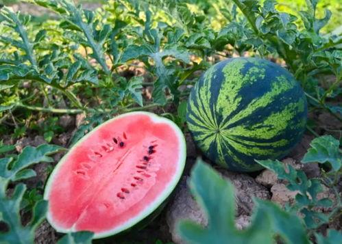 安子吃瓜,揭秘娱乐圈幕后故事