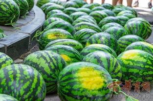 苏州太湖学院吃瓜,校园“吃瓜”盛况，揭秘校园生活趣味瞬间