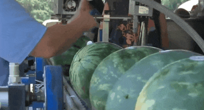 吃瓜产业城,揭秘瓜果产业的繁荣与未来