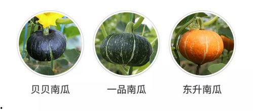 现瓜怎么吃,现瓜美味多变的食用指南