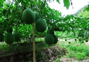 吊瓜怎样吃更好,解锁吊瓜的多重风味