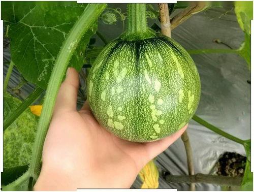 重庆科创吃瓜,吃瓜群众眼中的创新风云