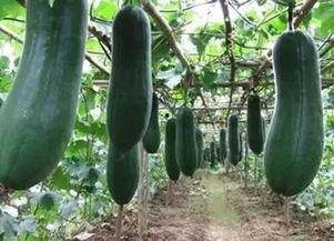 多宝瓜怎么吃  第1张