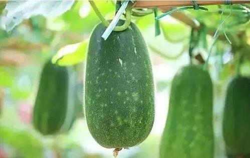 吃瓜能吃种子吗  第3张