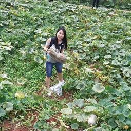 宜宾市吃瓜,瓜果飘香，品味生活  第3张