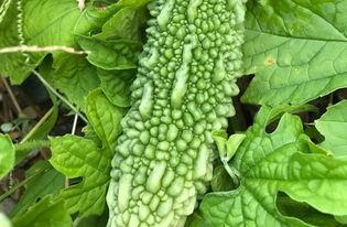 带你吃瓜野生,带你领略“吃瓜群众”的趣味生活  第1张