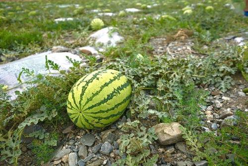 吃野瓜的视频,跟随视频一起品尝大自然的馈赠 第1张 吃野瓜的视频,跟随视频一起品尝大自然的馈赠 第1张