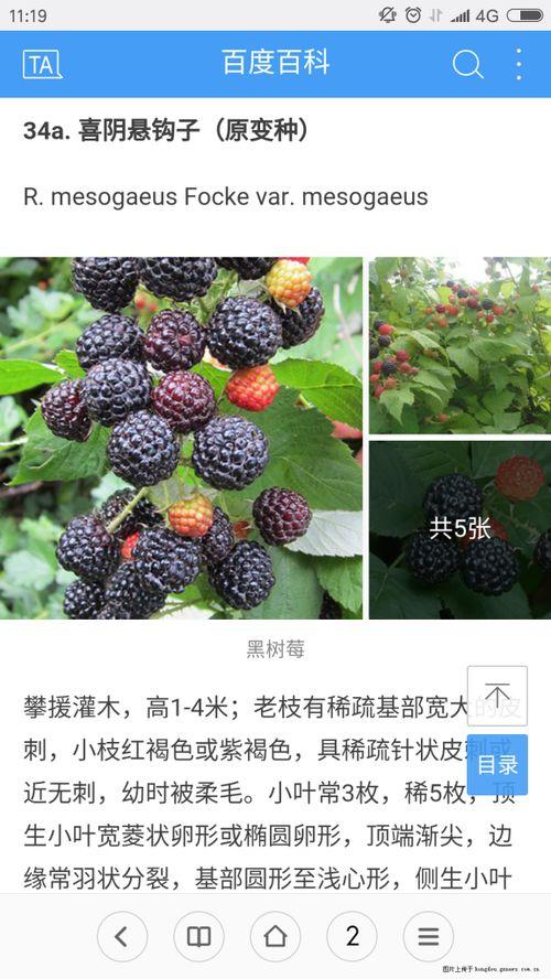 吃野瓜的视频,跟随视频一起品尝大自然的馈赠 第2张 吃野瓜的视频,跟随视频一起品尝大自然的馈赠 第2张