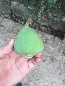 吃野瓜的视频,跟随视频一起品尝大自然的馈赠 第3张 吃野瓜的视频,跟随视频一起品尝大自然的馈赠 第3张