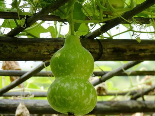 宝宝吃的葫芦瓜,宝宝辅食新选择