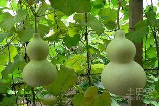 宝宝吃的葫芦瓜,宝宝辅食新选择  第2张