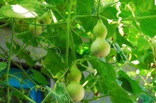 宝宝吃的葫芦瓜,宝宝辅食新选择  第3张