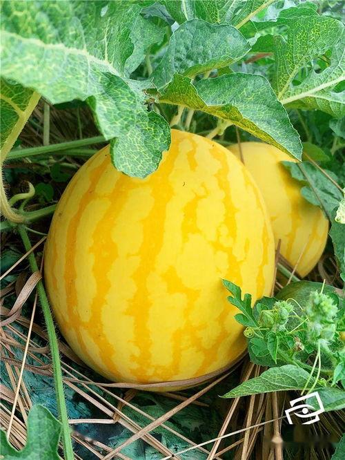 金江吃瓜,揭秘娱乐圈幕后故事  第2张