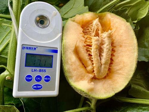 全网学校最全吃瓜合集