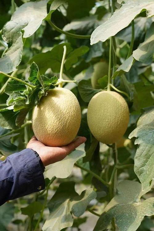 全网学校最全吃瓜合集 第2张 全网学校最全吃瓜合集 第2张