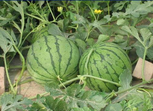 来宾吃瓜事件,一场引发热议的社交风波  第2张