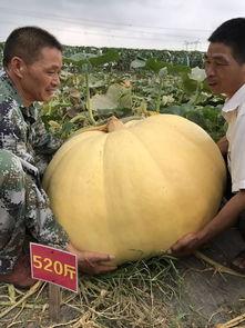 来宾吃瓜事件,一场引发热议的社交风波  第3张