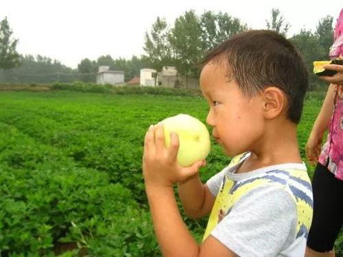 山西爸爸吃瓜视频,揭秘民间趣味生活瞬间  第2张