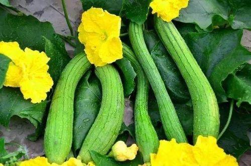 吃瓜的老人图文  第3张