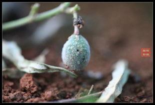 农村吃瓜炸裂,揭秘乡村夏日狂欢背后的故事  第2张