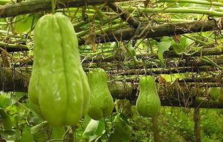 农村吃瓜炸裂,揭秘乡村夏日狂欢背后的故事  第3张