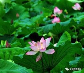 花伞吃瓜,花伞下的夏日吃瓜盛宴  第3张