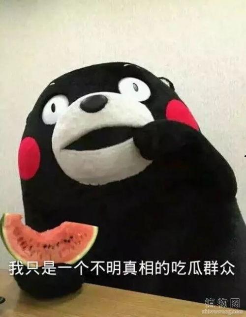 吃货要吃瓜,瓜果飘香，美味尽享  第3张