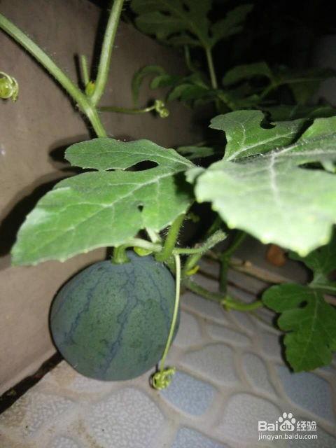 梦见吃瓜好多籽