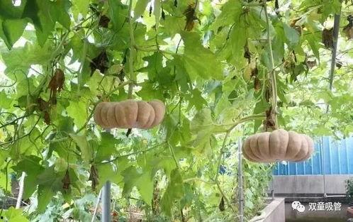 西安工业吃瓜  第1张