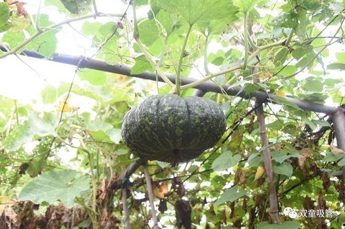 西安工业吃瓜  第2张