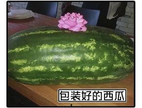 饼干人吃瓜,一场与瓜果的甜蜜邂逅  第2张