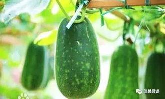 窗户前吃瓜  第3张