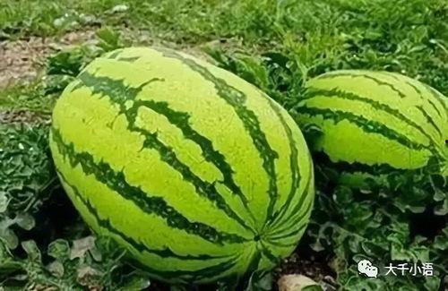 875吃瓜网,网络舆论场的新势力崛起  第2张