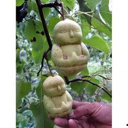 洪洞哪里可以吃瓜  第3张